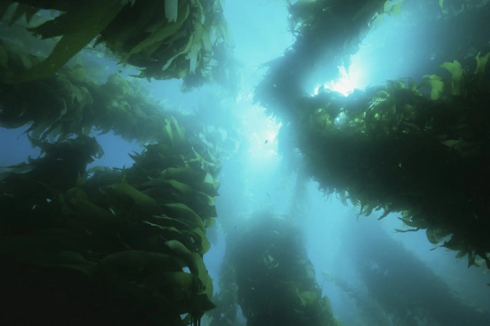 4APAWS™Yelp for Kelp - Omega 3 & 6 Thyroid & Whole-Body Multi-Mineral, Vitamin & Dental Support*
