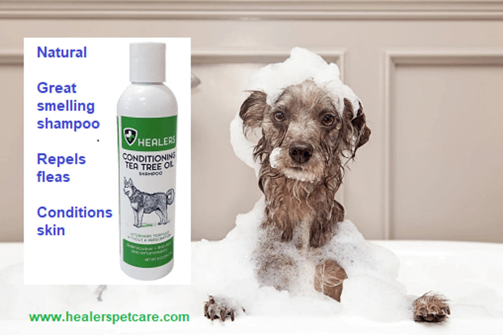 4APAWS™Healers Tea Tree Oil Conditioning Shampoo for Pets (8oz)